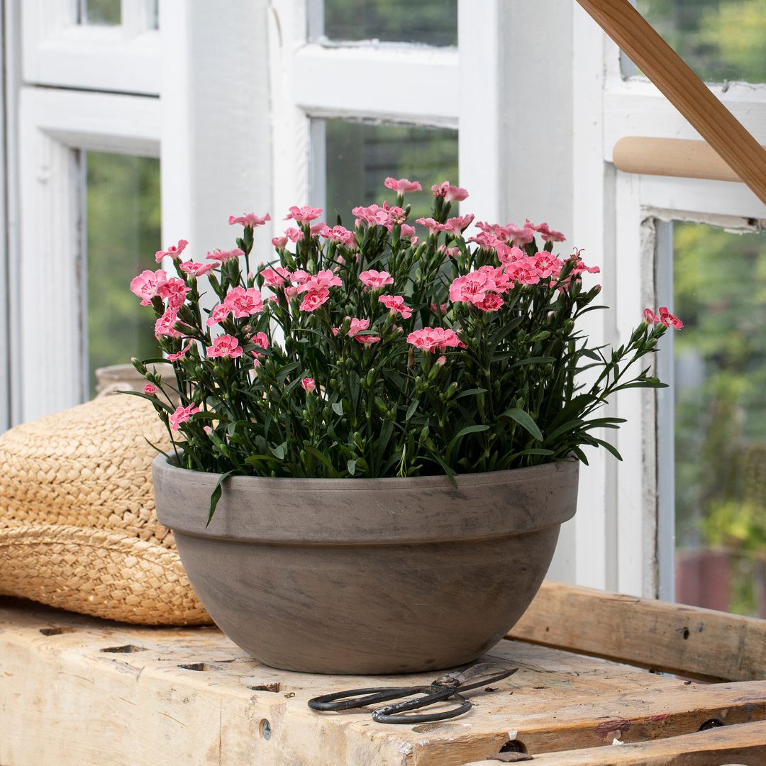 Tilbud Mester Grønn
